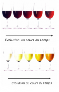 evolution du vin au cours du temps